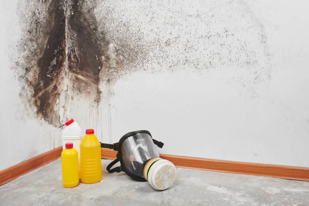 Professional Mold Remediation in Litchfield, IL