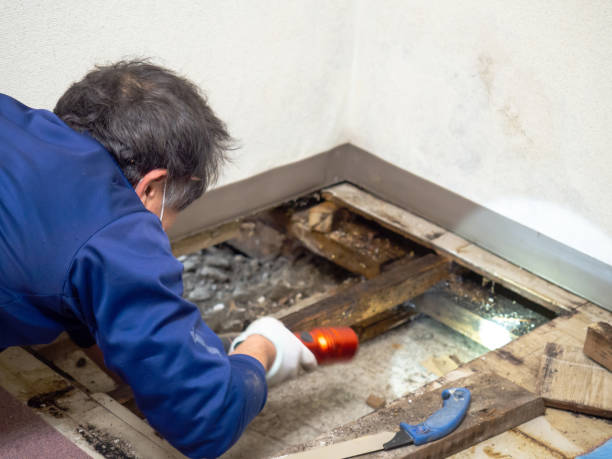 Best Health and Safety Mold Remediation in Litchfield, IL