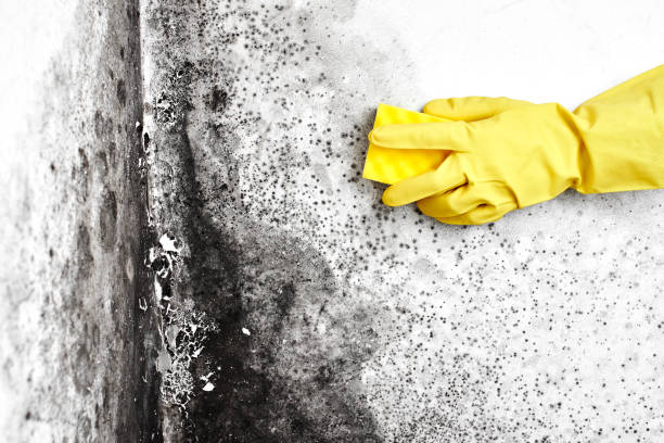 Best Attic Mold Remediation in Litchfield, IL