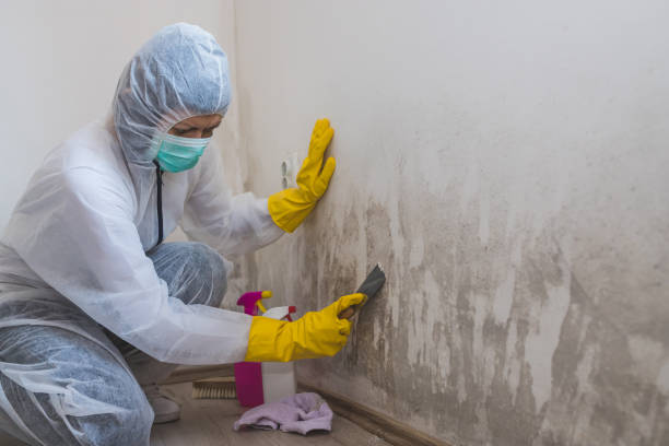 Best Kitchen Mold Remediation in Litchfield, IL