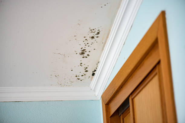 Best White Mold Remediation in Litchfield, IL