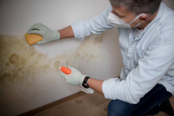 Best Emergency Mold Remediation in Litchfield, IL