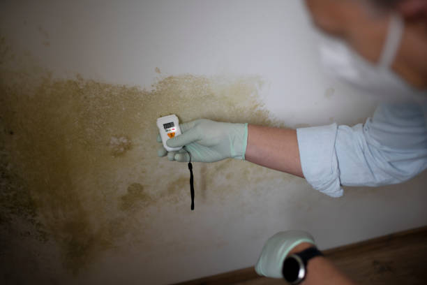 Best Residential Mold Remediation in Litchfield, IL
