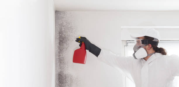 Best Mold Remediation for Specific Building Types in Litchfield, IL