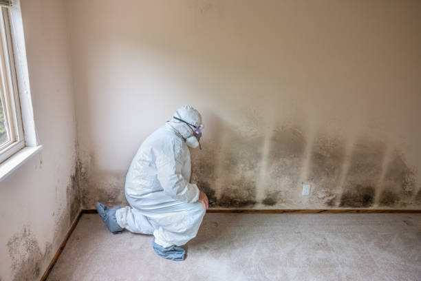 Best Crawl Space Mold Remediation in Litchfield, IL