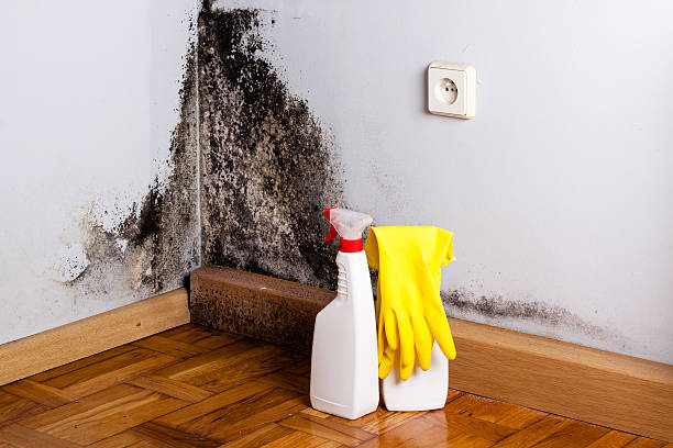 Best Industrial Mold Remediation in Litchfield, IL