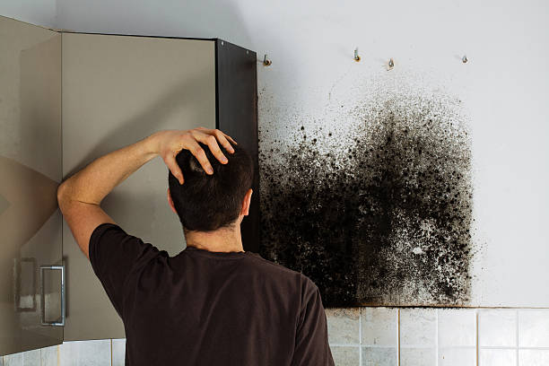 Best Mold Testing and Inspection Services in Litchfield, IL