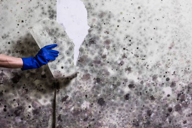 Best Black Mold Remediation in Litchfield, IL