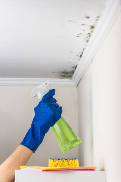 Best DIY Mold Remediation Support Services in Litchfield, IL