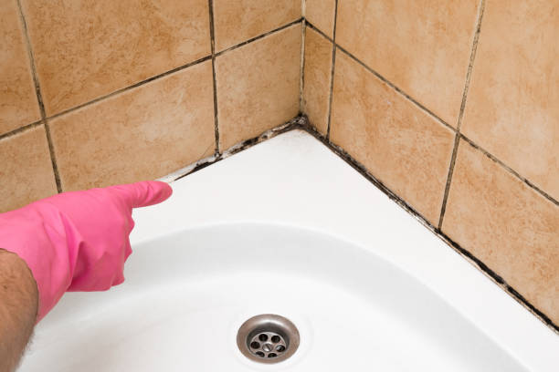 Best HVAC Mold Remediation in Litchfield, IL